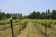 Chateau Michelle Image