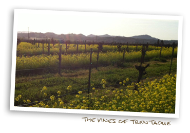 The Vines of Trentadue
