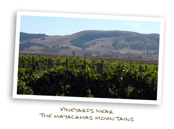 Vineyards near the Mayacamas Mountains