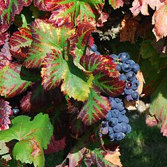 Carignan
